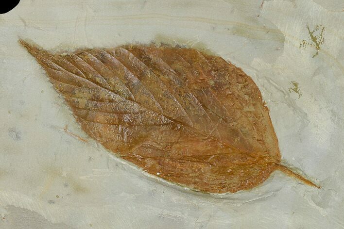 Fossil Hackberry Leaf (Celtis) - Montana #115307